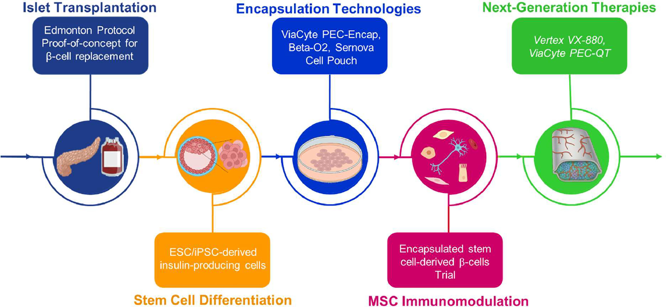 图3.干细胞封装在糖尿病治疗中的时间线。 图3.干细胞封装在糖尿病治疗中的时间线。
