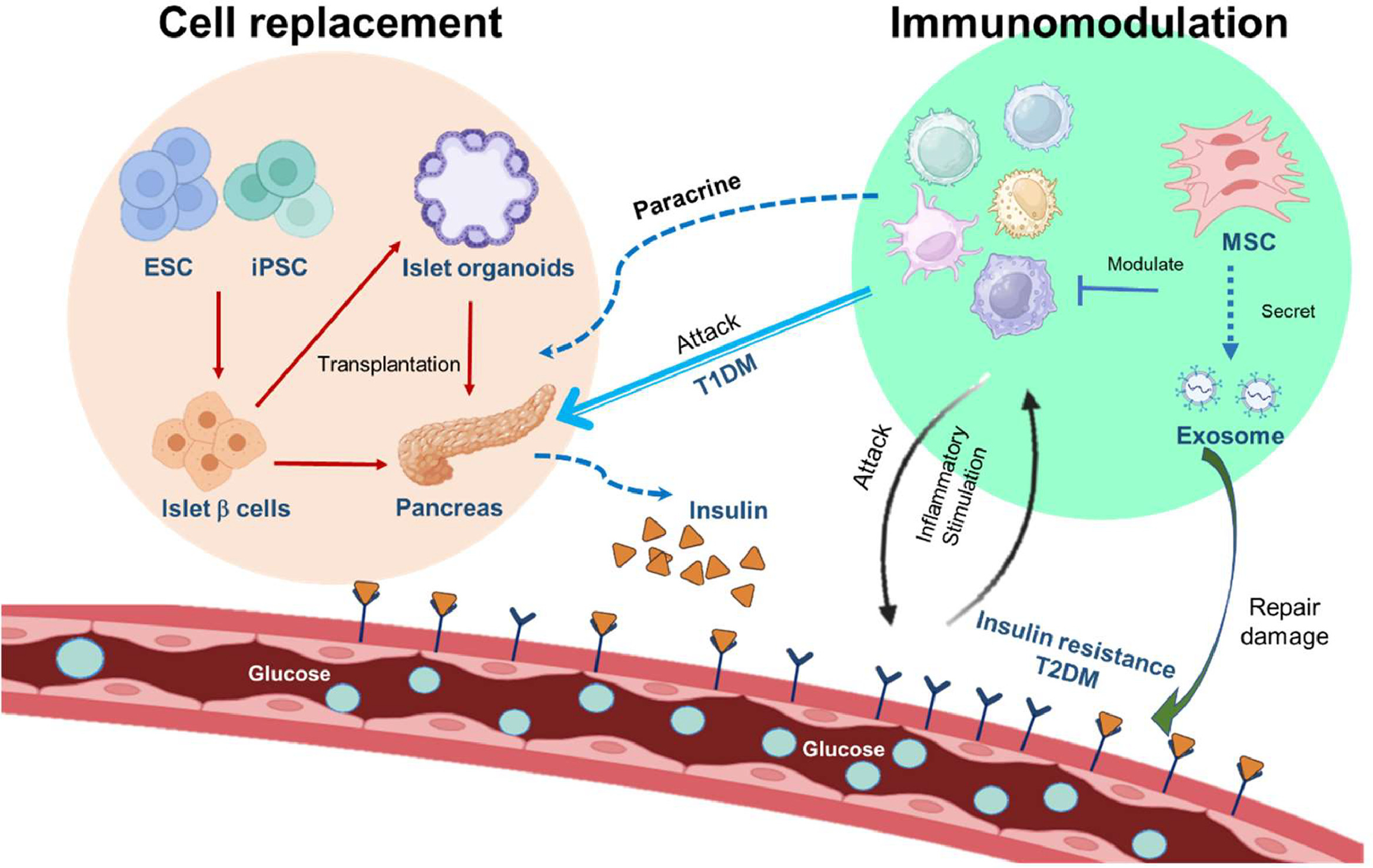 图2.干细胞治疗糖尿病的机制。 图2.干细胞治疗糖尿病的机制。