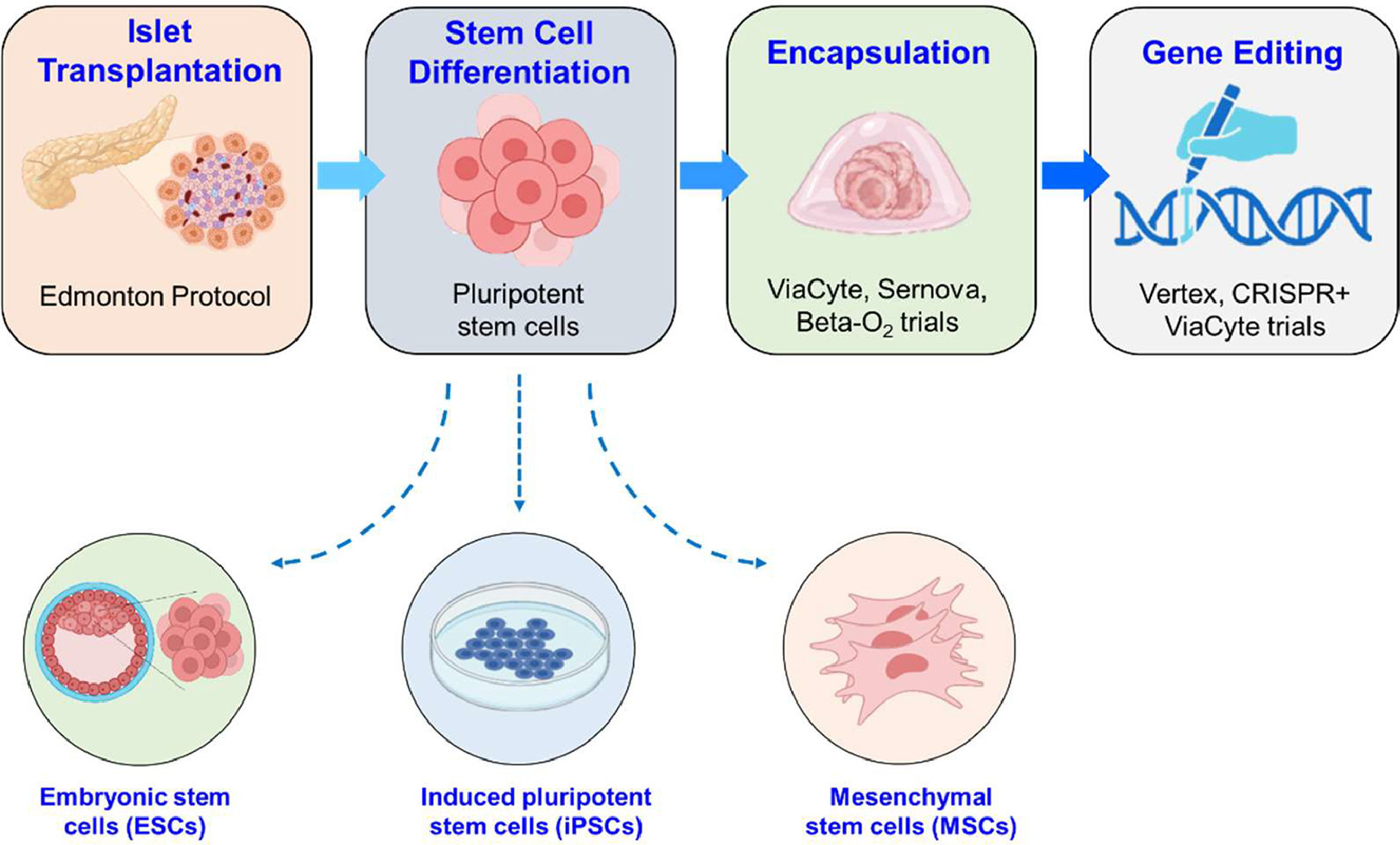 图 1.基于干细胞的糖尿病疗法的发展历程。 图 1.基于干细胞的糖尿病疗法的发展历程。