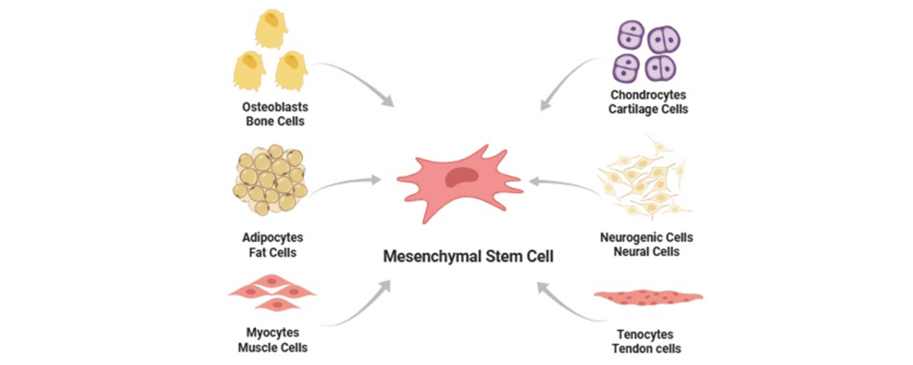 图3:间充质干细胞分化 图3:间充质干细胞分化