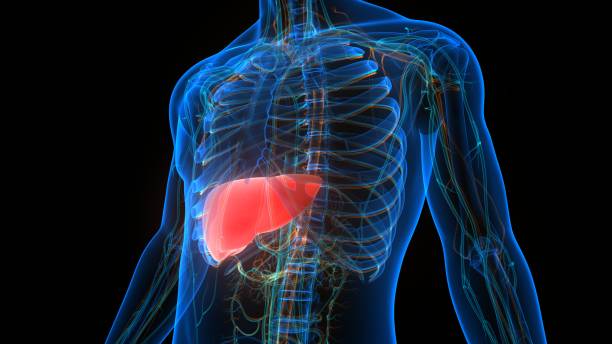 南方医科大学最新综述：间充质干细胞修复肝脏的核心机制与临床进展