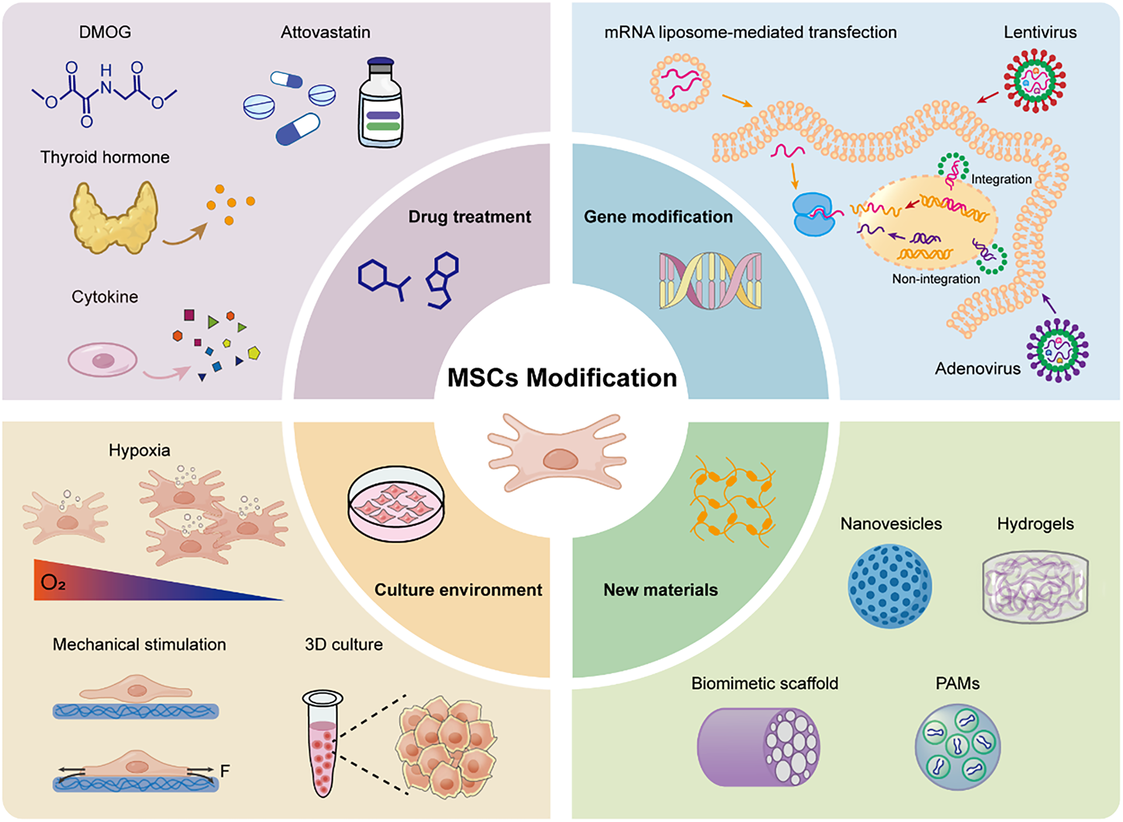 图2：间充质干细胞的改造。该示意图系统地展示了四种主要的间充质干细胞（MSC）工程方法，以提高其再生潜能。