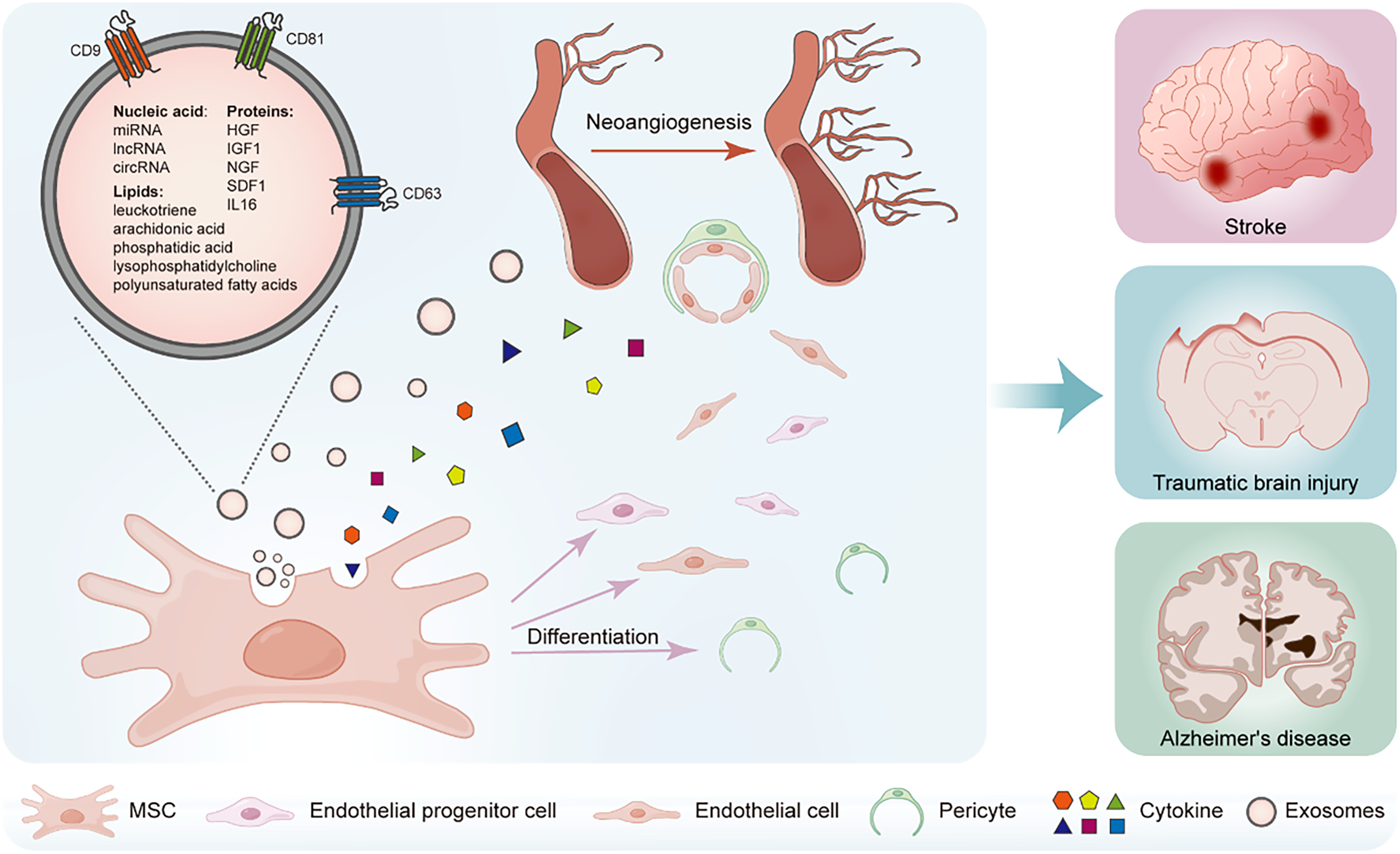 图1：间充质干细胞（MSCs）促进血管生成的机制。MSCs分泌含有蛋白质、核酸（例如miRNA、lncRNA、circRNA）和脂质的外泌体。这些外泌体成分通过促进内皮祖细胞分化为内皮细胞和周细胞来促进血管生成，从而有助于血管再生，这可能与神经系统疾病相关。