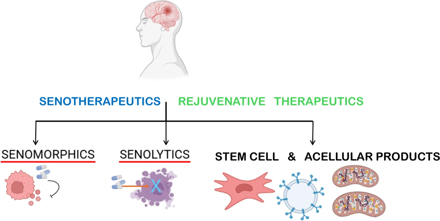 图3：以干细胞疗法为代表的神经衰老治疗策略正成为一种新兴的干预手段。图3展示了旨在靶向大脑衰老和神经退行性疾病中细胞衰老的主要神经衰老治疗策略。