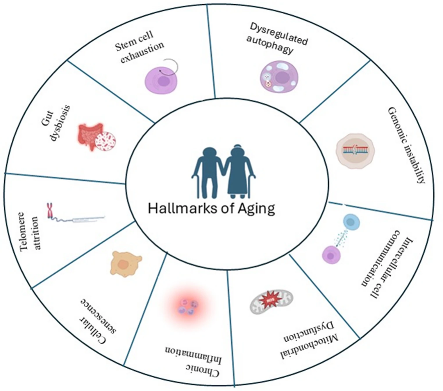 图1：衰老的标志。该示意图以圆形布局图展示了衰老的标志，强调了它们之间的相互关联和累积性。这些标志包括基因组不稳定、线粒体功能障碍、慢性炎症、细胞衰老、端粒缩短、干细胞耗竭、肠道菌群失调、自噬失调以及细胞间通讯改变，从而描绘了一个多因素且相互关联的过程：细胞稳态的破坏逐渐导致组织功能障碍和机体衰老。