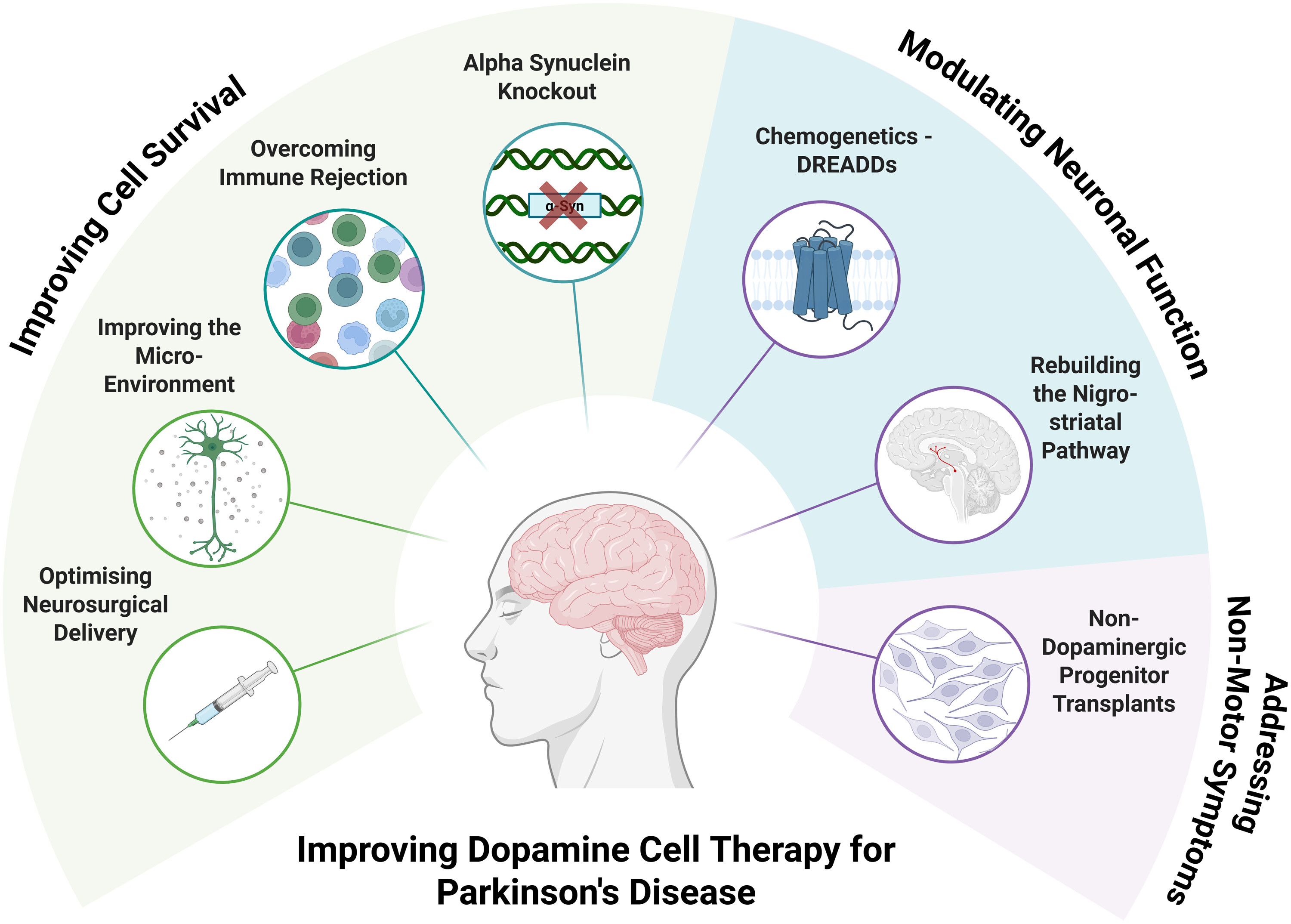 图1：改进干细胞衍生多巴胺细胞疗法治疗帕金森病。