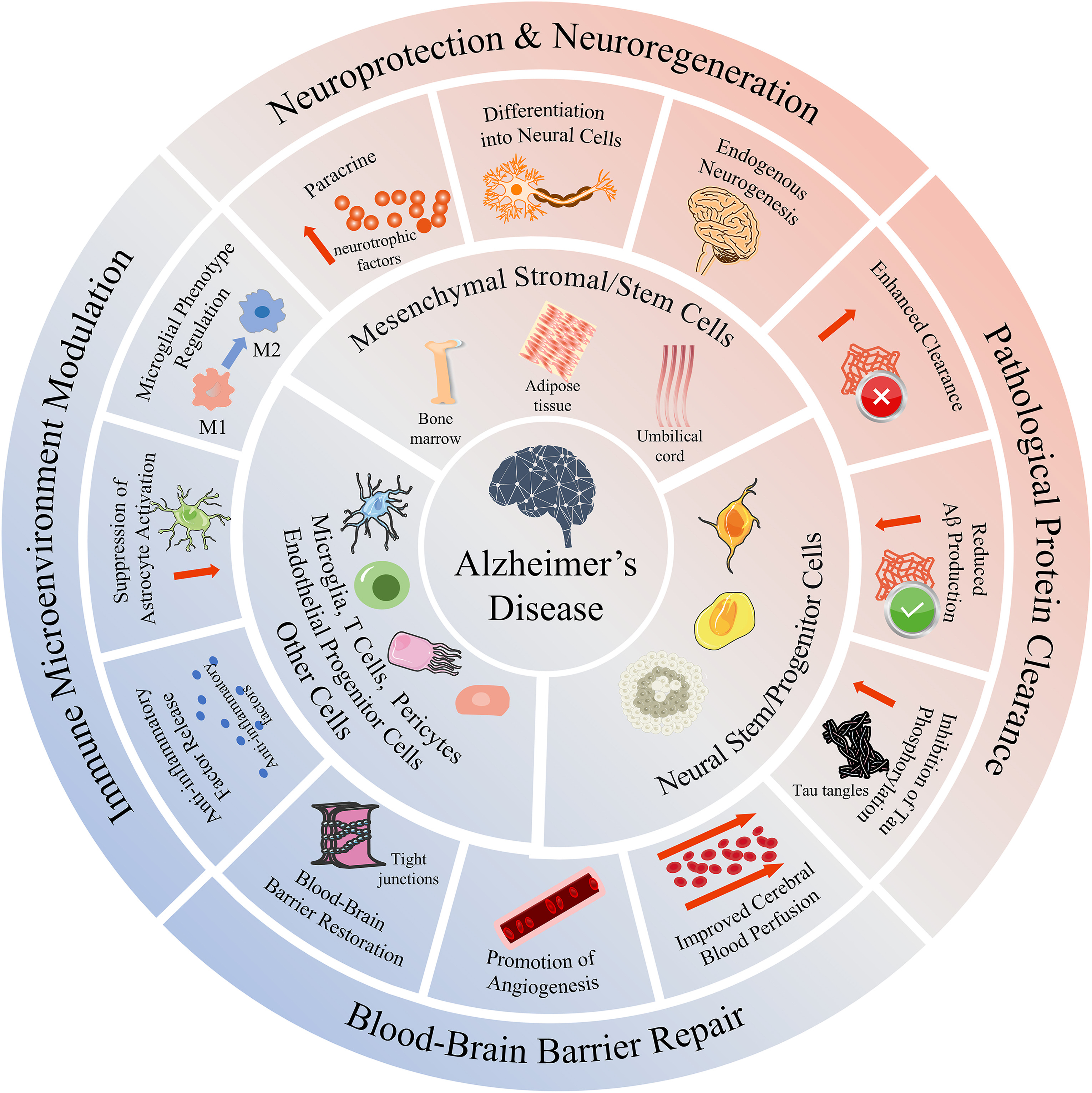 图5说明：多种细胞类型治疗阿尔茨海默病的作用机制总览。