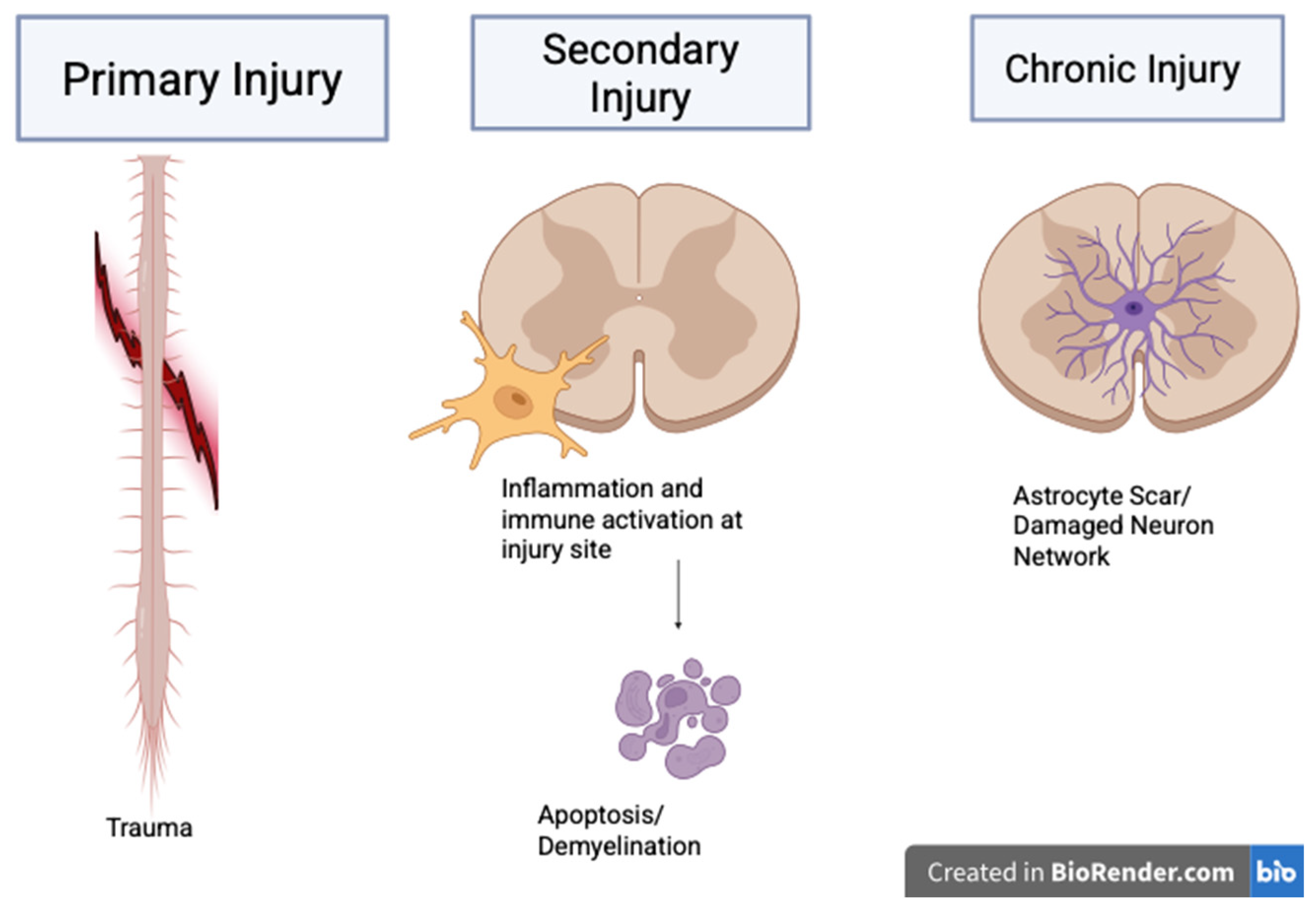 图1：展示了脊髓损伤（SCI）的时间和机制进展。