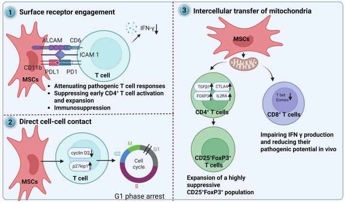表1：MSCs归巢过程中涉及的多种因素。
