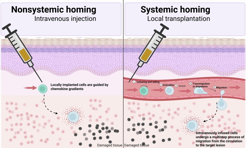 图3：MSC归巢至损伤部位的方法。非系统性归巢（左图）发生在局部移植后，植入的细胞在趋化因子梯度的引导下直接向受损组织移动。系统性归巢（右图）描述了静脉输注的MSC从循环中渗出并到达靶病灶的多步骤黏附级联过程。该过程包括一系列连续阶段：在内皮细胞上黏附/滚动、激活、牢固黏附、跨内皮迁移以及最终在组织实质内的趋化性迁移。