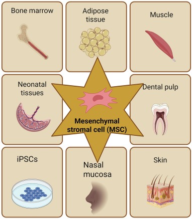 图2：间充质干细胞的多种组织来源。