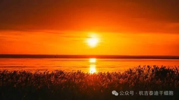 中国细胞治疗进入“合规收费”新时代：全国106家三甲医院细胞治疗中心全盘点