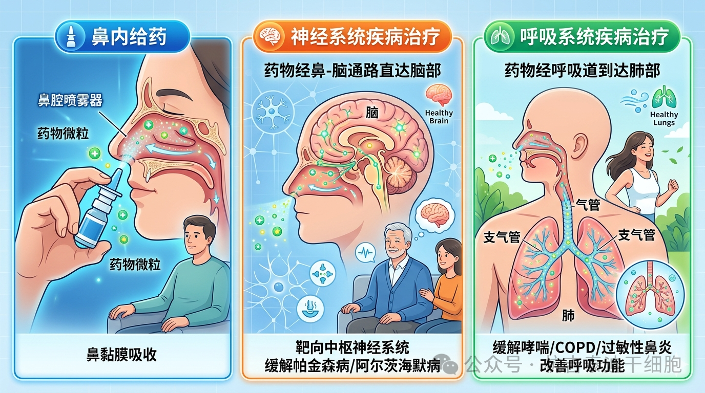 鼻内给药干细胞治疗神经系统疾病的系统综述:安全性可行但疗效亟需严格RCT验证 鼻内给药干细胞治疗神经系统疾病的系统综述:安全性可行但疗效亟需严格RCT验证