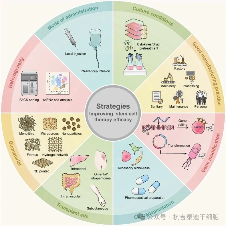 图7:提高干细胞治疗效果的策略。 图7:提高干细胞治疗效果的策略。
