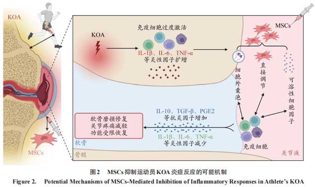 图2:MSCs抑制运动员KOA炎症反应的可能机制 图2:MSCs抑制运动员KOA炎症反应的可能机制