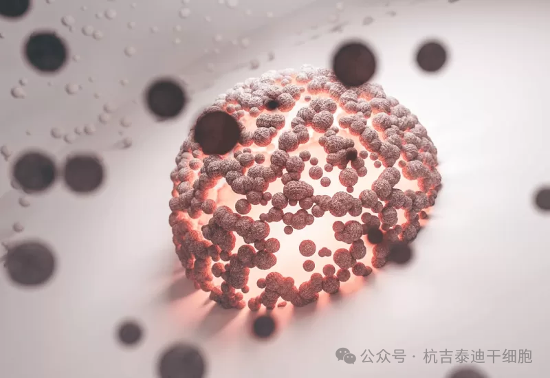 Muse细胞与间充质干细胞:区别、证据与现实问题 Muse细胞与间充质干细胞:区别、证据与现实问题
